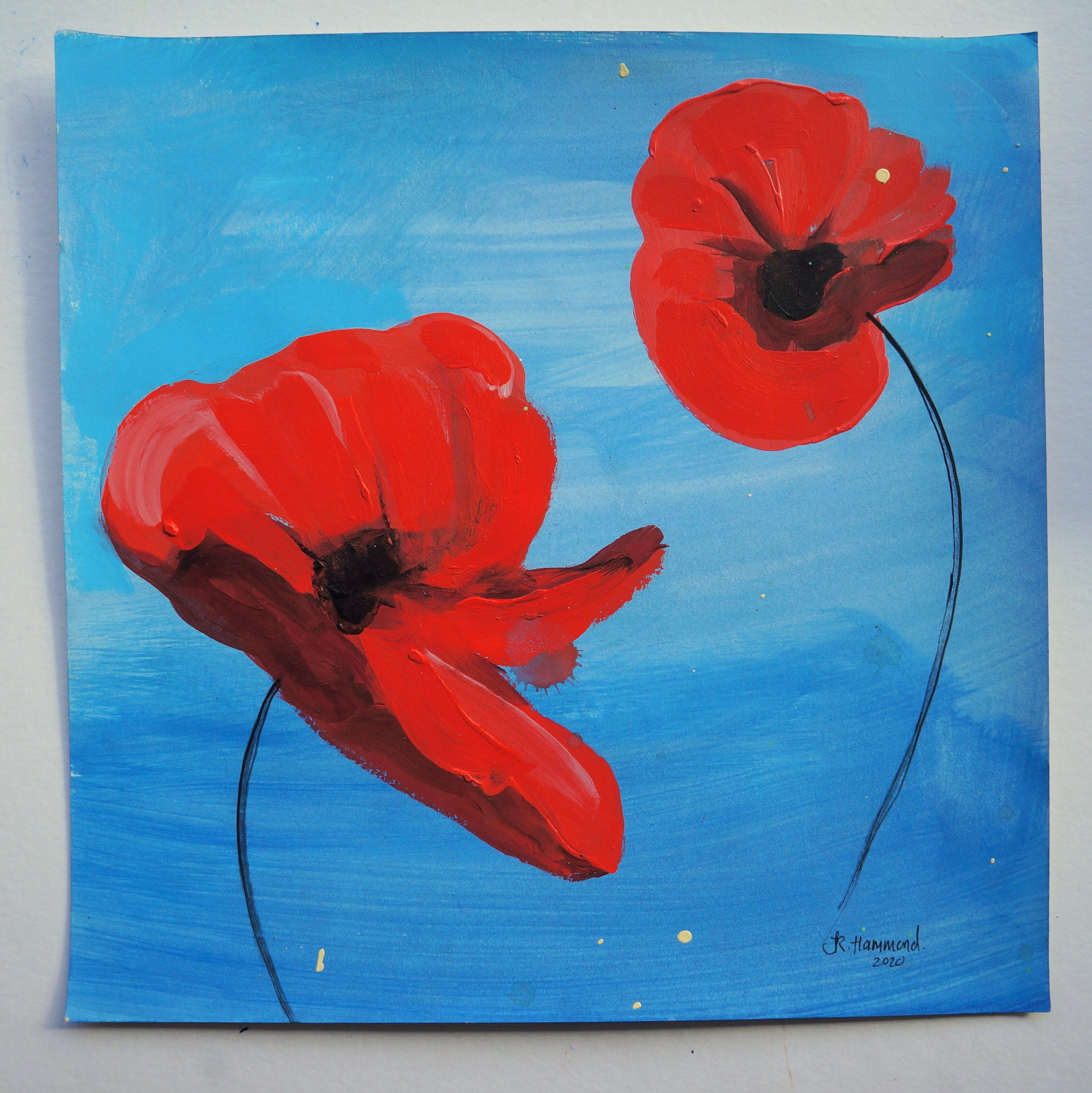 Poppy Flowers Study Two